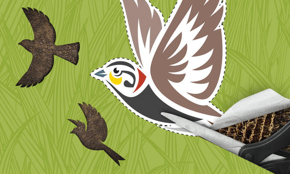 An illustration of a brown songbird on a green background