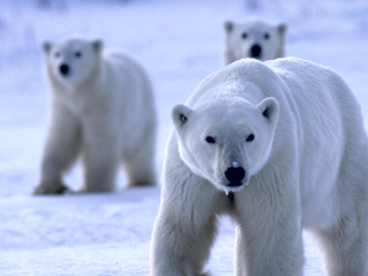 Portrait of a Polar Bear