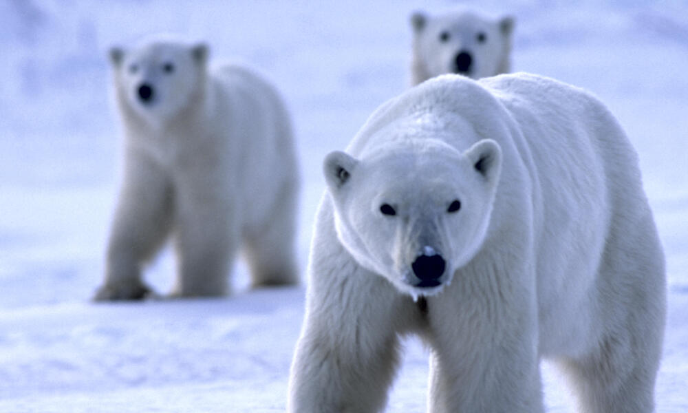 Polar bear in blue ice