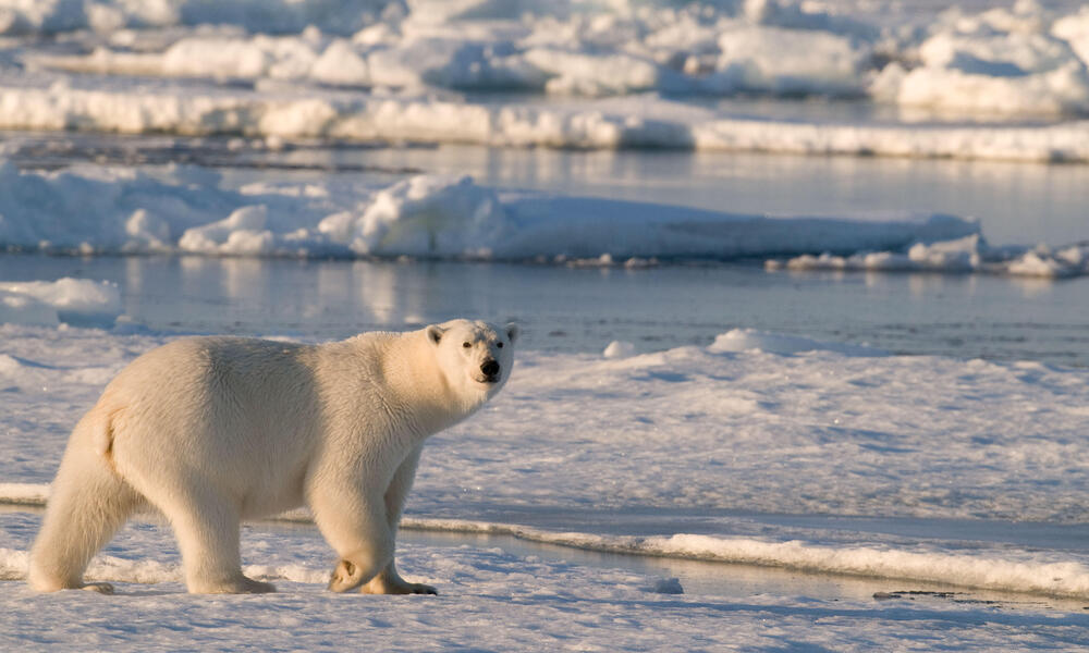 Species Spotlight: Polar Bear | Pages | WWF