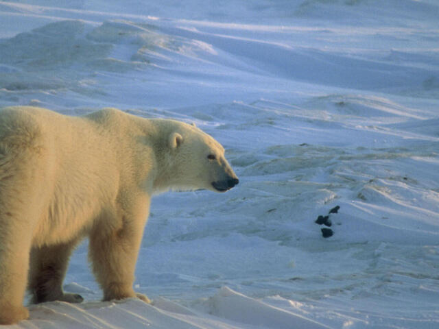 polar bear on ice