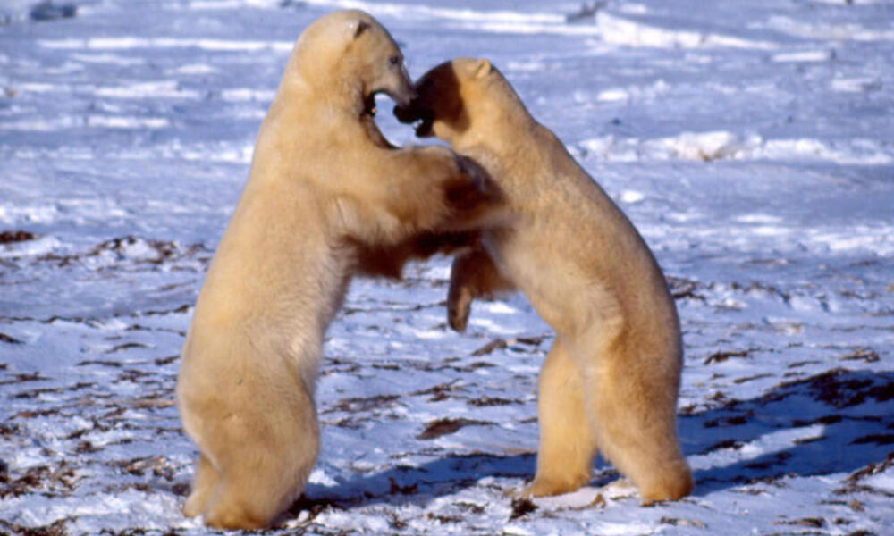 Fighting Polar Bear