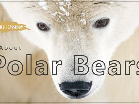 Polar Bear Classroom Presentation