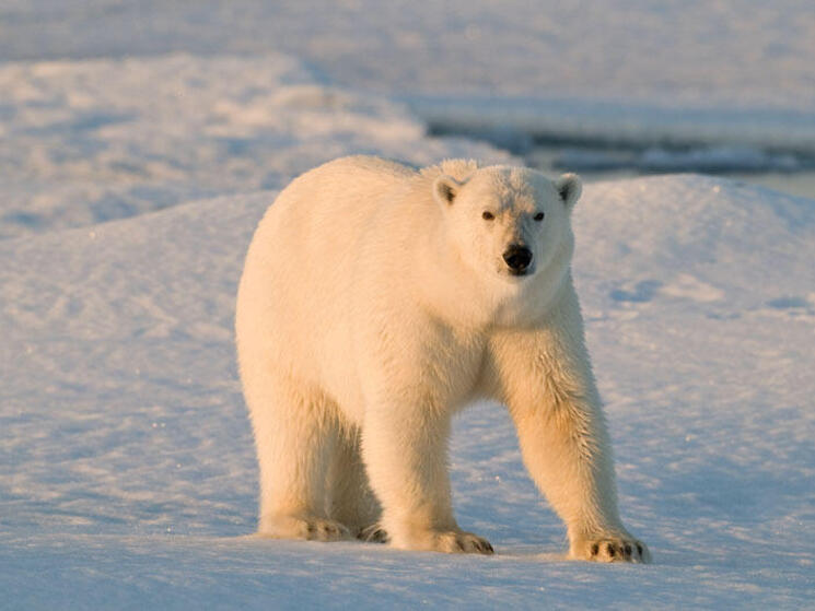 Polar bears and melting ice: 3 facts that may surprise you