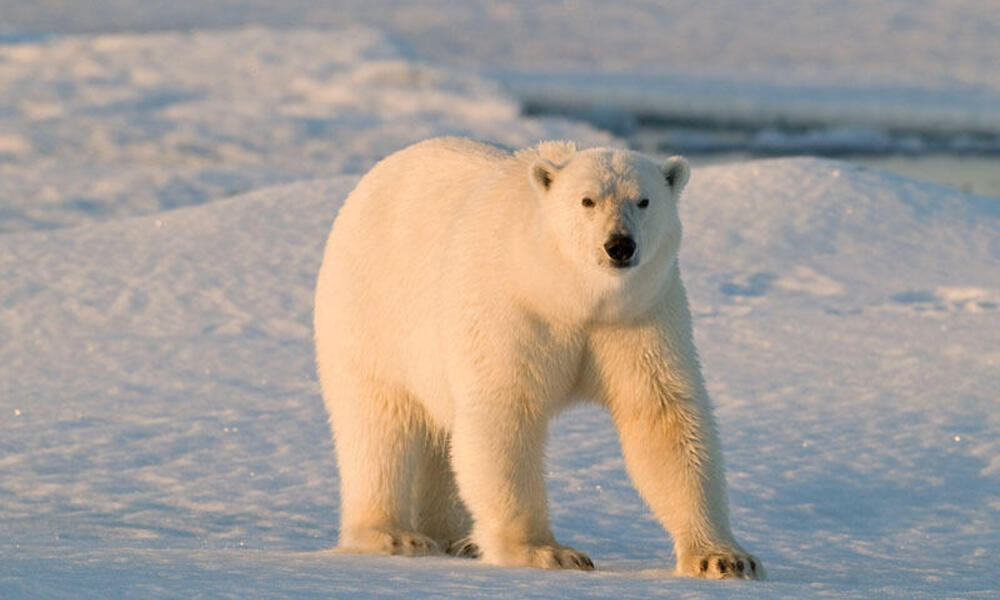 https://files.worldwildlife.org/wwfcmsprod/images/Polar_Bear_Facts_travel_blog/story_full_width/9f7llmzuj1_polar_bear_facts.jpg