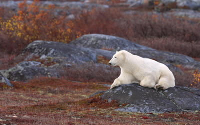 A polar bear in Churchill Canada