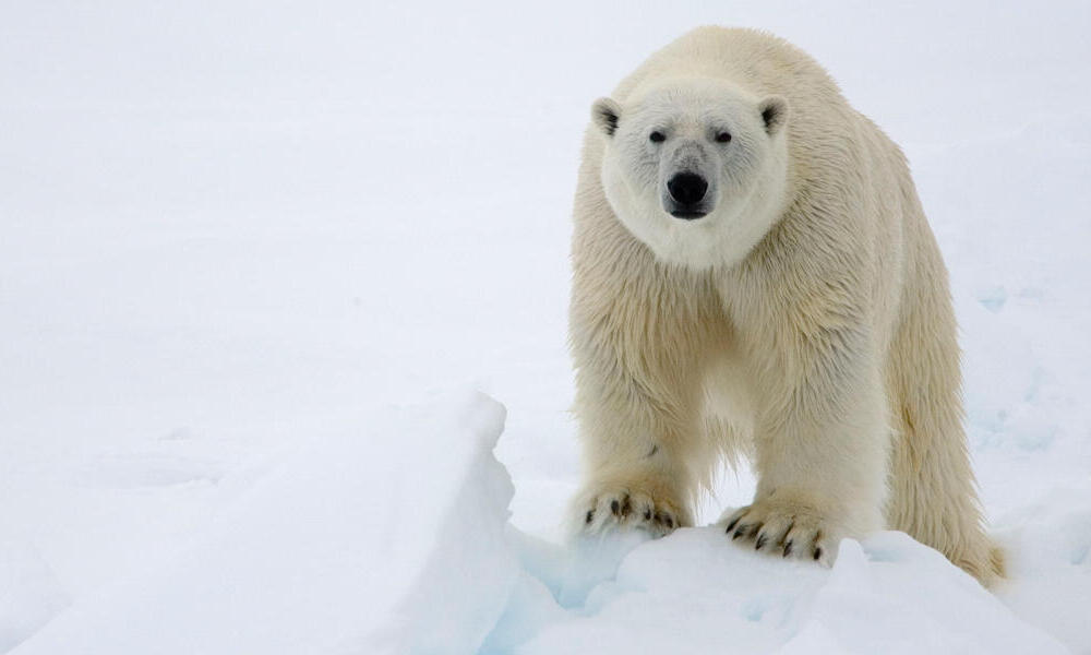 La importancia y fragilidad del oso polar | Blog Posts | WWF