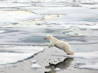 polar bear jumps over water