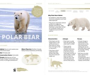 Polar Bear Species Card