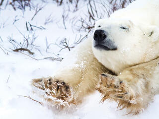 polar bear stretches