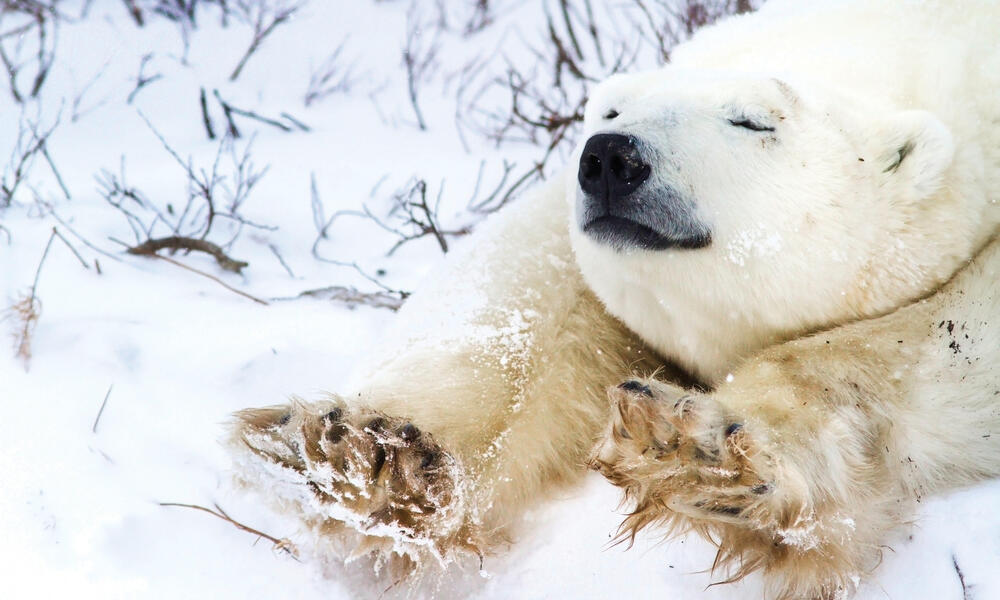 10 sorprendentes los osos polares | Historias | Descubre WWF