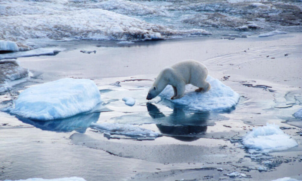 Polar bear on pack ice in the Arctic circle