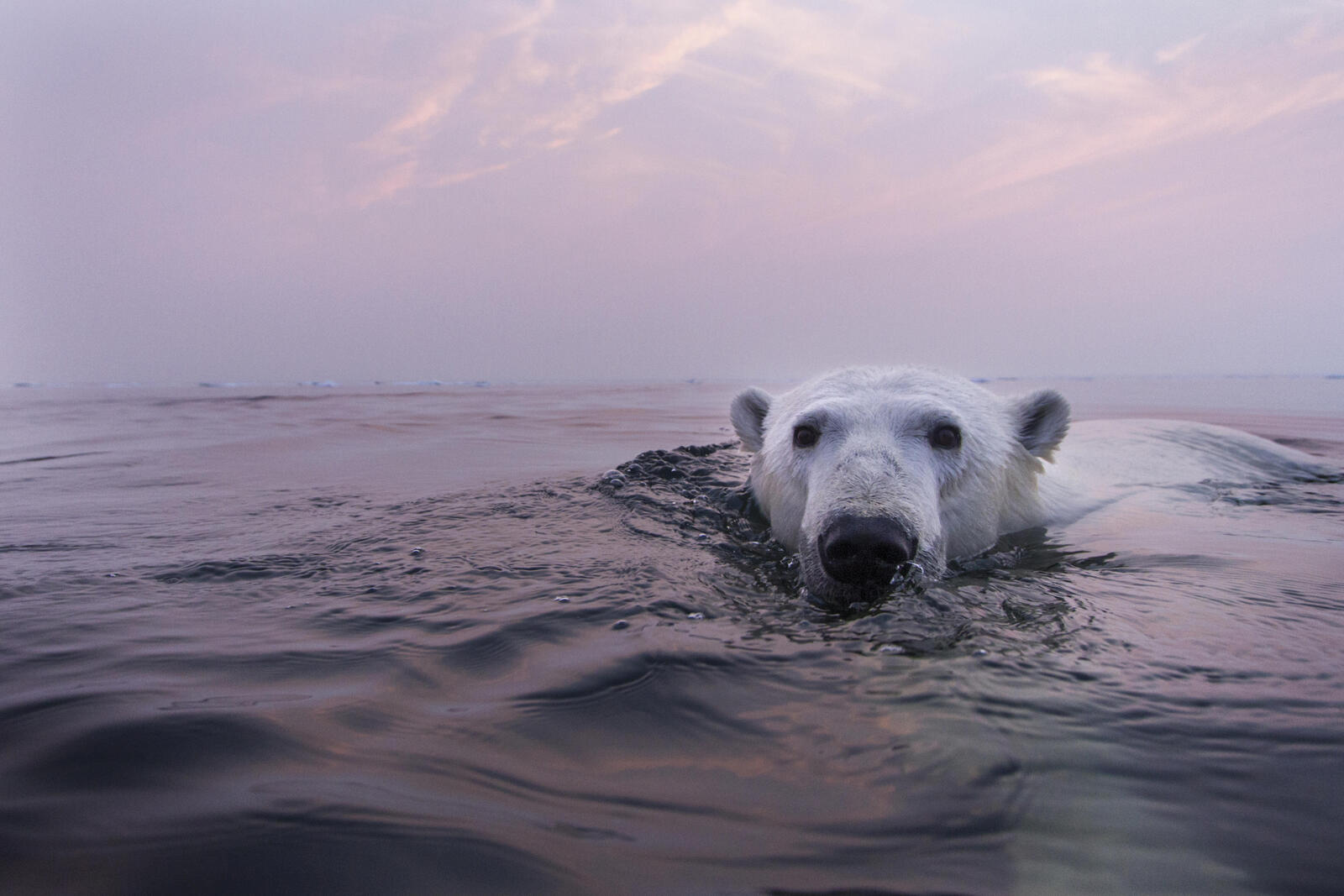 polar bear swimming