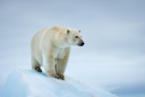  Portrait of a polar bear (Ursus maritimus). Svalbard, Norway.
