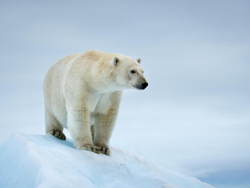  Portrait of a polar bear (Ursus maritimus). Svalbard, Norway.