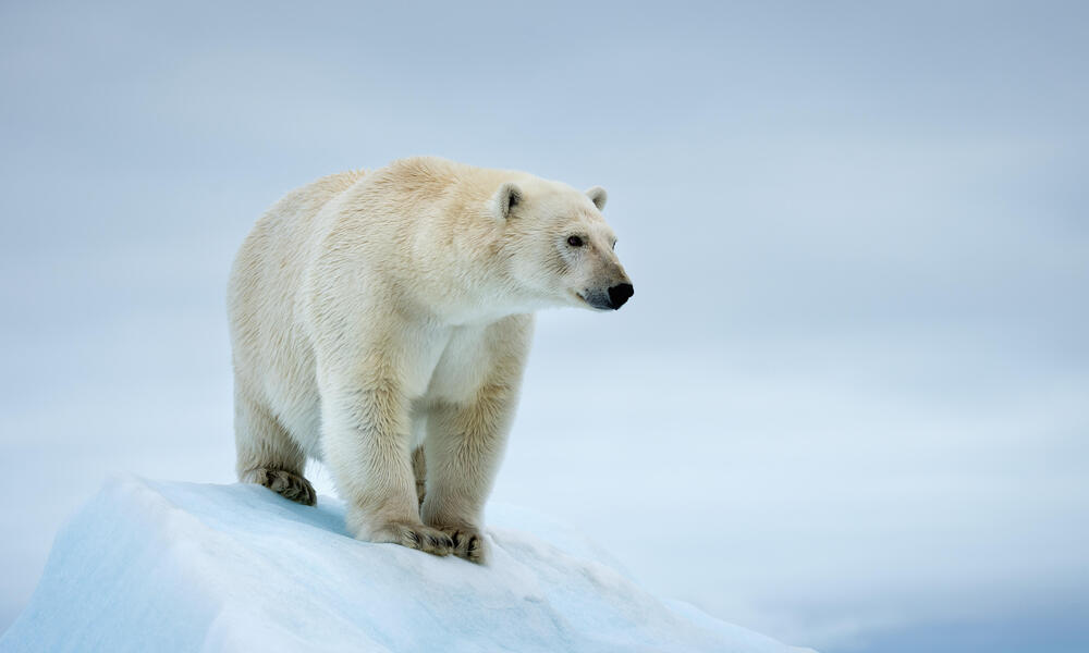 Can we save polar bears by moving them to Antarctica? - Eco Kids Planet