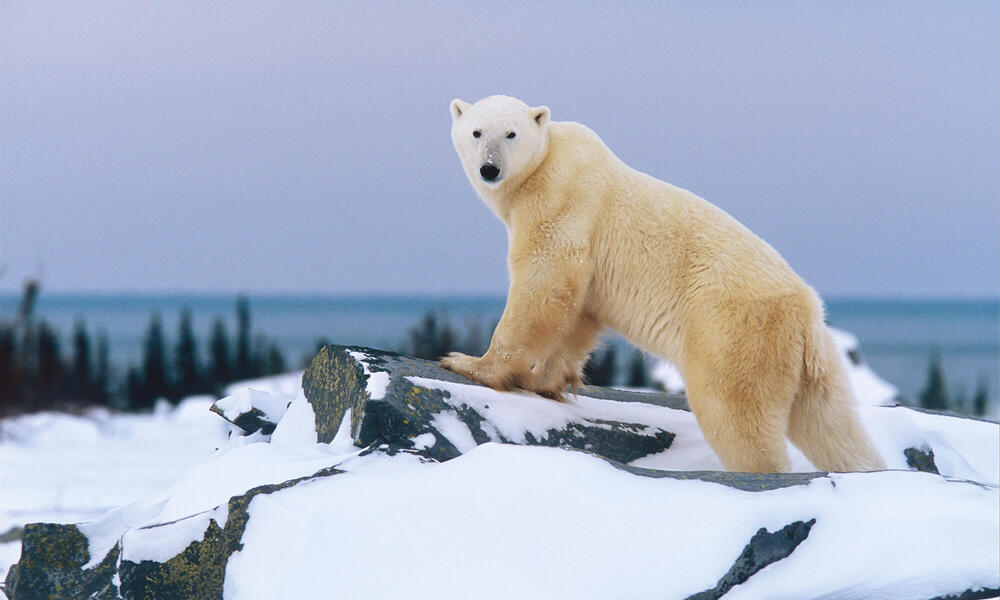 Polar bear standing on rock