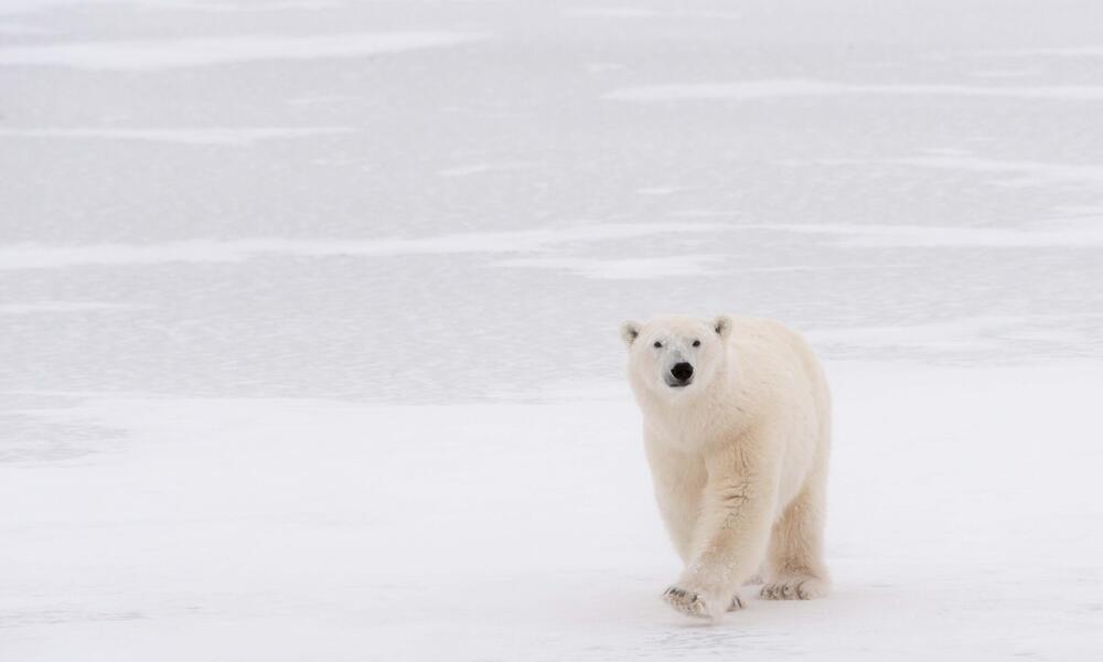polar bear walks toward camera
