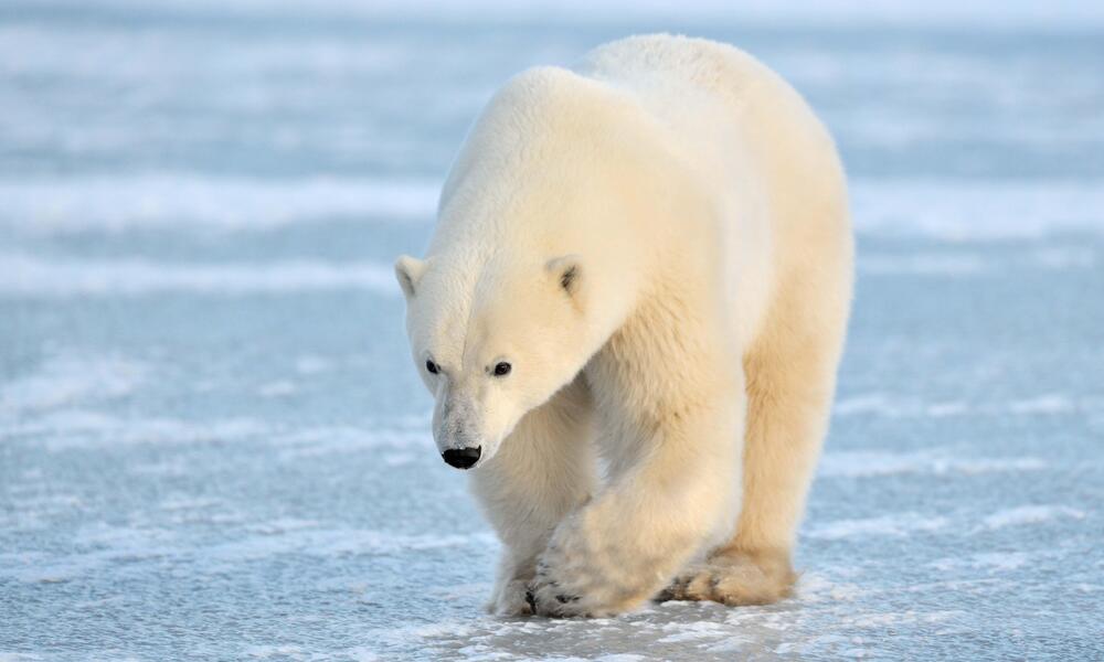 En Qué Se Diferencian Los Osos Polares: ¡Descúbrelo Ahora! - The Polar Bear  World
