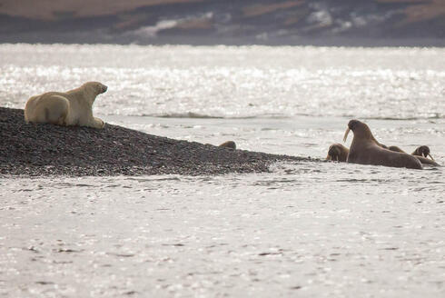 polar bear feigns sleep
