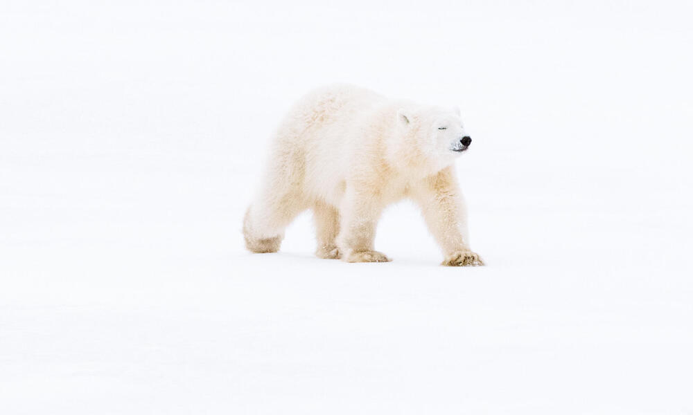 polar bear walking