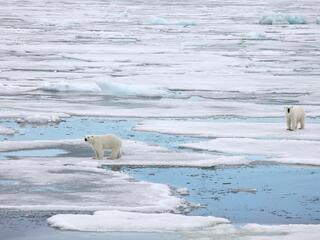 polar bears on ice
