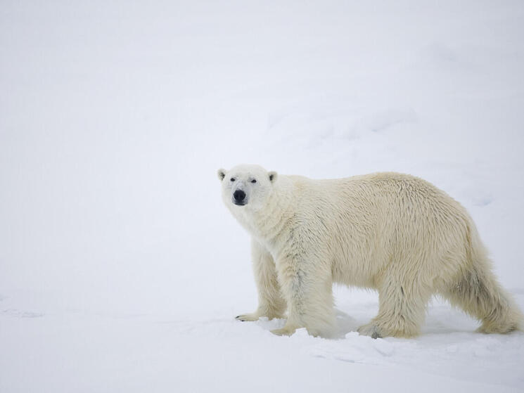 polar bear