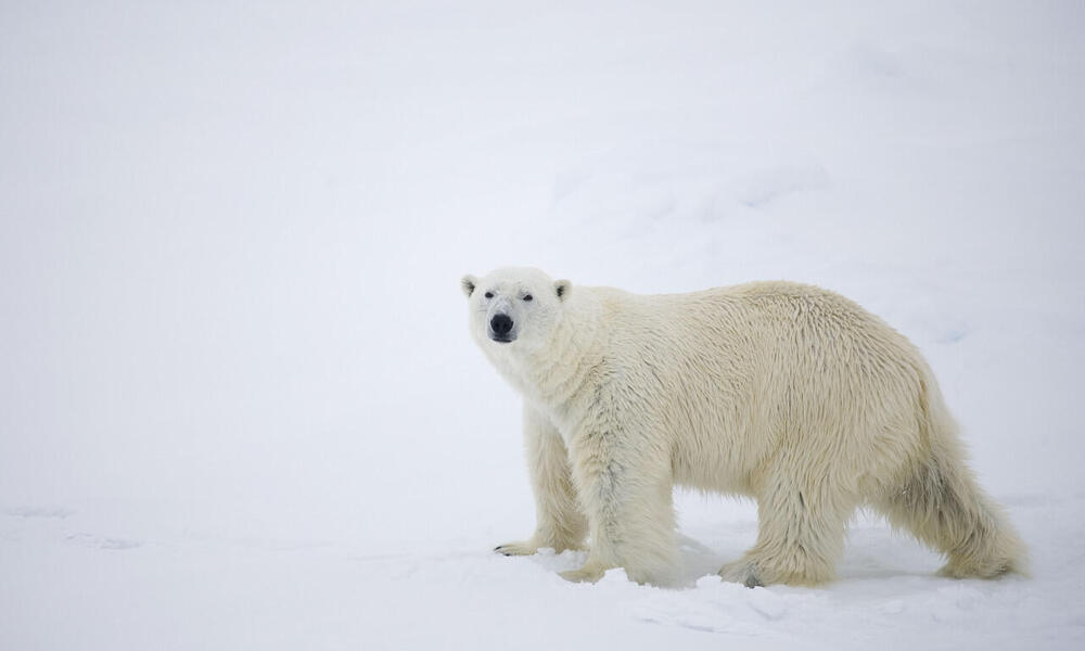 Polar Bear Patrol | Blog Posts | WWF