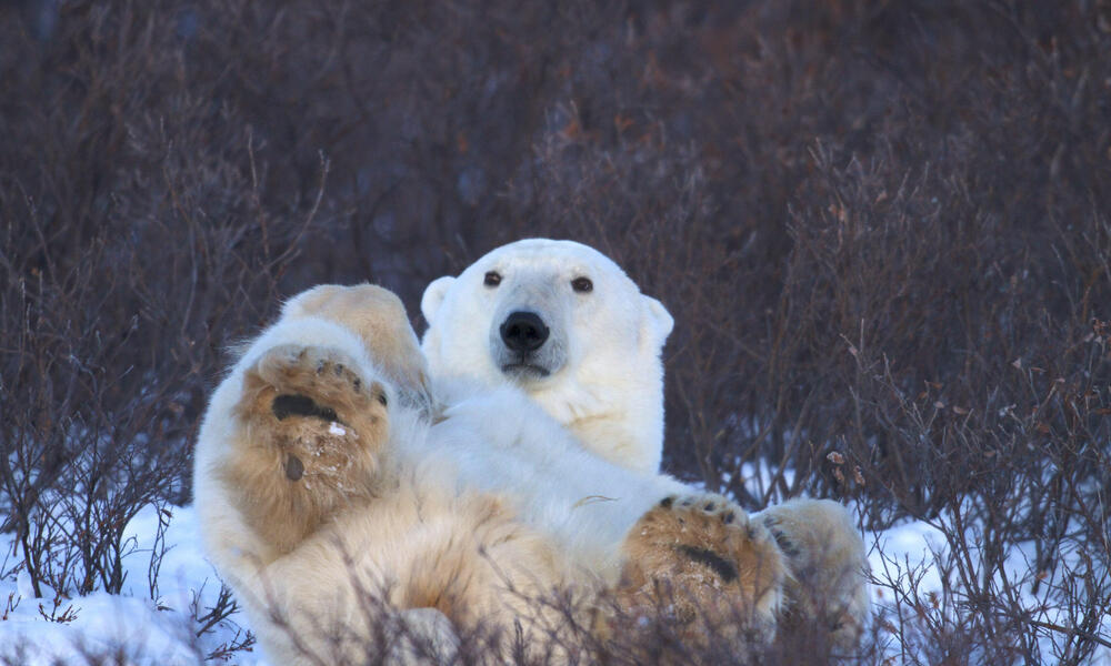 Polar Bear Cooling Off