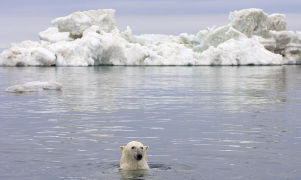 Polar bear population decline a wake up call for climate change action Stories WWF