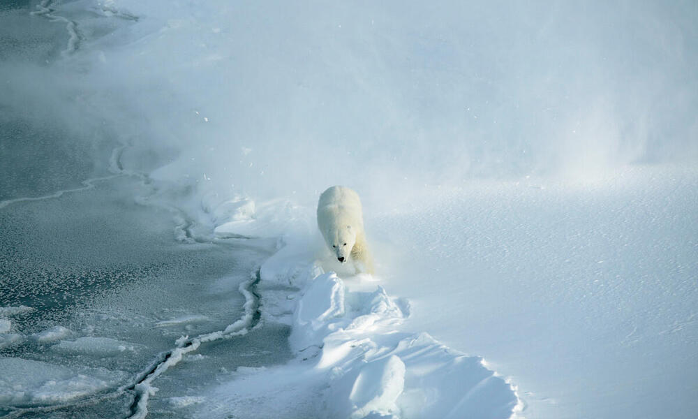 Why do polar bears have white fur? And nine other polar bear facts, Stories