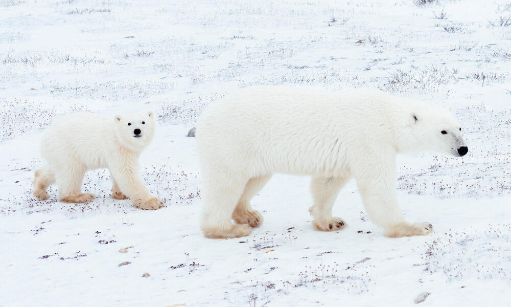 Polar bear female followed by cub