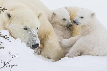 Arctic | Places | WWF