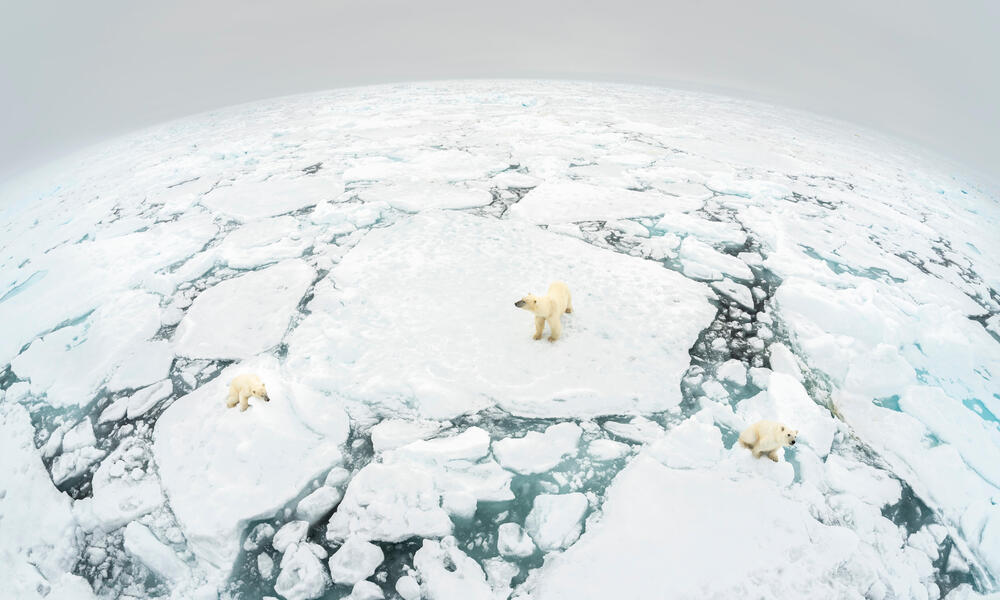 Polar bear (Ursus maritimus) mother and two cubs standing on fractured ice floe. Svalbard, Norway.