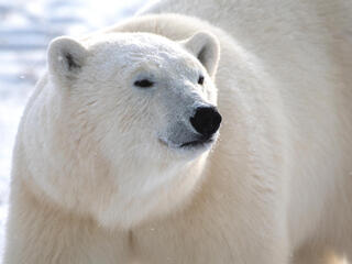 Polar bear close up