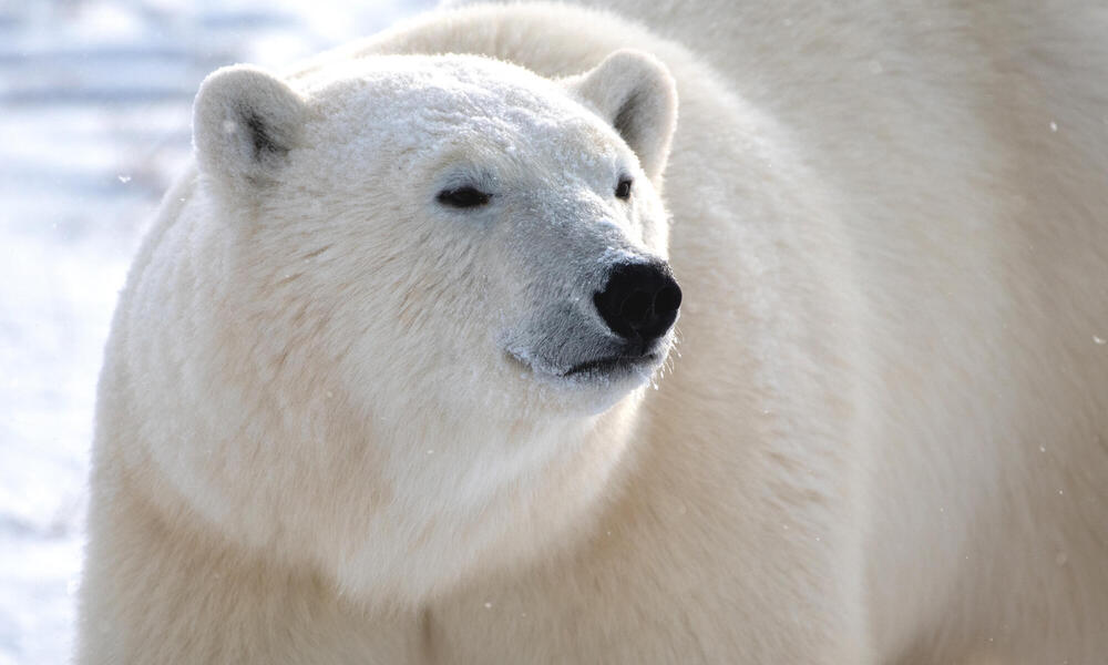 Glimpsing polar bears at the edge of the Arctic | Magazine Articles | WWF