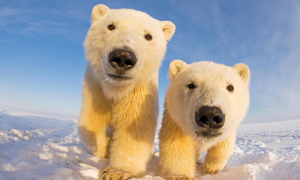 Two young polar bears