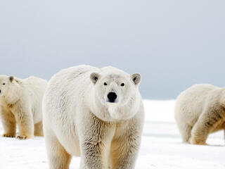 Polar bear female with cubs WW22779 ESA