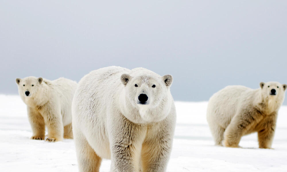 10 datos sorprendentes sobre los osos polares, Historias