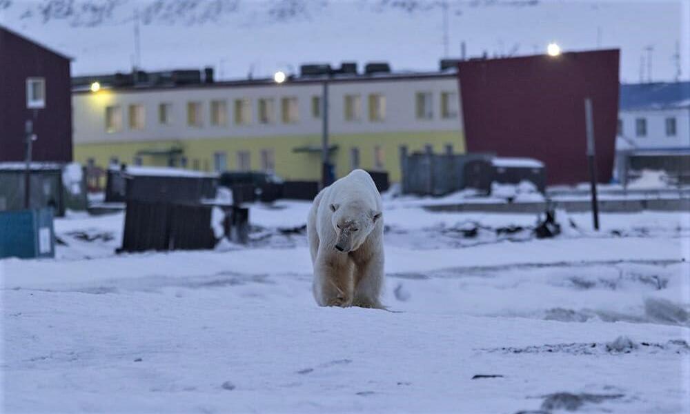 An adult polar bear walking toward the camera on snowy ground with buildings in the background