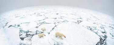 Looking down on a polar bear mother and two cubs standing on a fractured ice floe in Svalbard, Norway