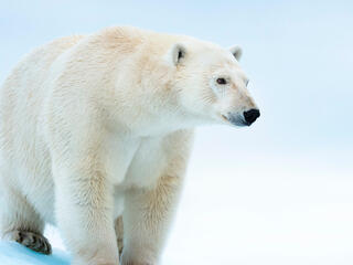 A polar bear walks towards the camera looking to the side against a white background