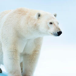 A polar bear walks towards the camera looking to the side against a white background
