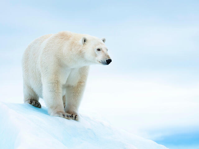 arctic polar bear eating