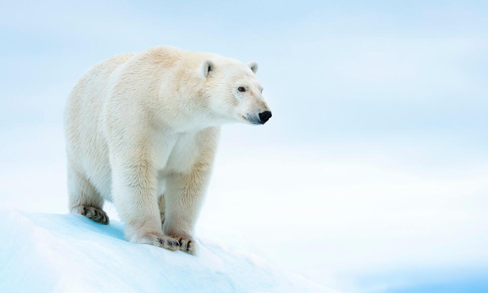 42ny6cwj8t Polar Bear On Ice In Svalbard Norway WW294883 