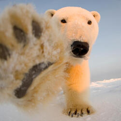 Wide lens shot of a polar bear pawing at the camera 