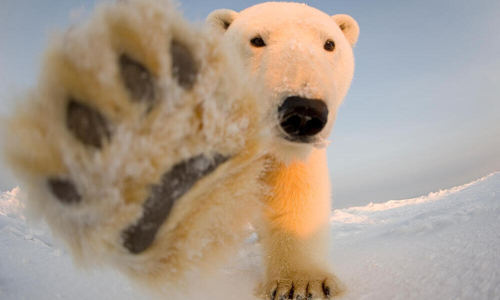 Wide lens shot of a polar bear pawing at the camera 