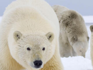 Polar bear sow and two cubs in Alaska