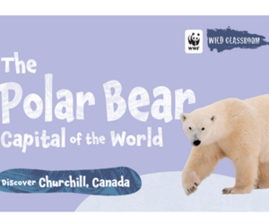 The Polar Bear Capital of the World (color)
