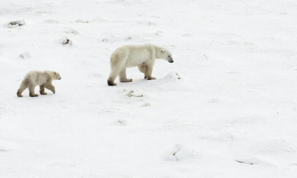Polar bear mom and ~10 month old cub, near Churchill, CA.